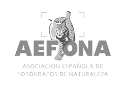 logo-aefona
